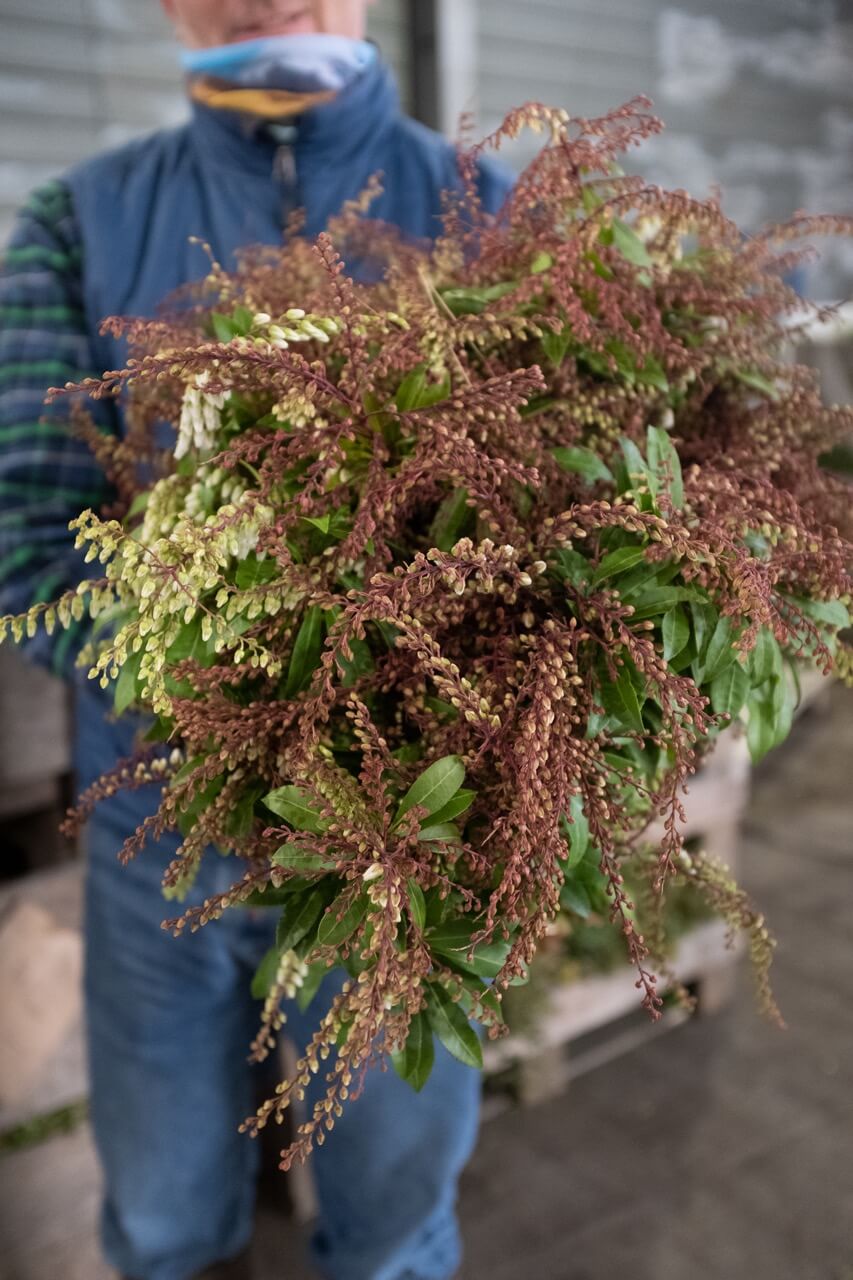 The Andromedaplant from Continental Floral Greens